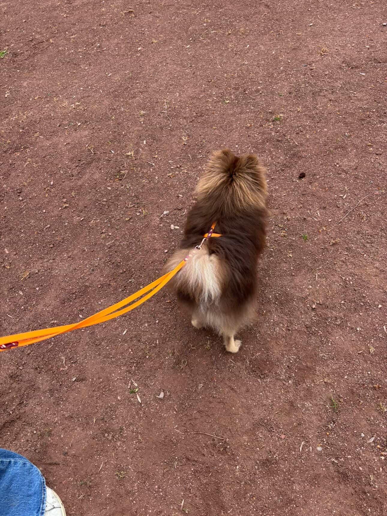 Laisse multi position 3 m en 13 mm Spécial petit chien ( chat)