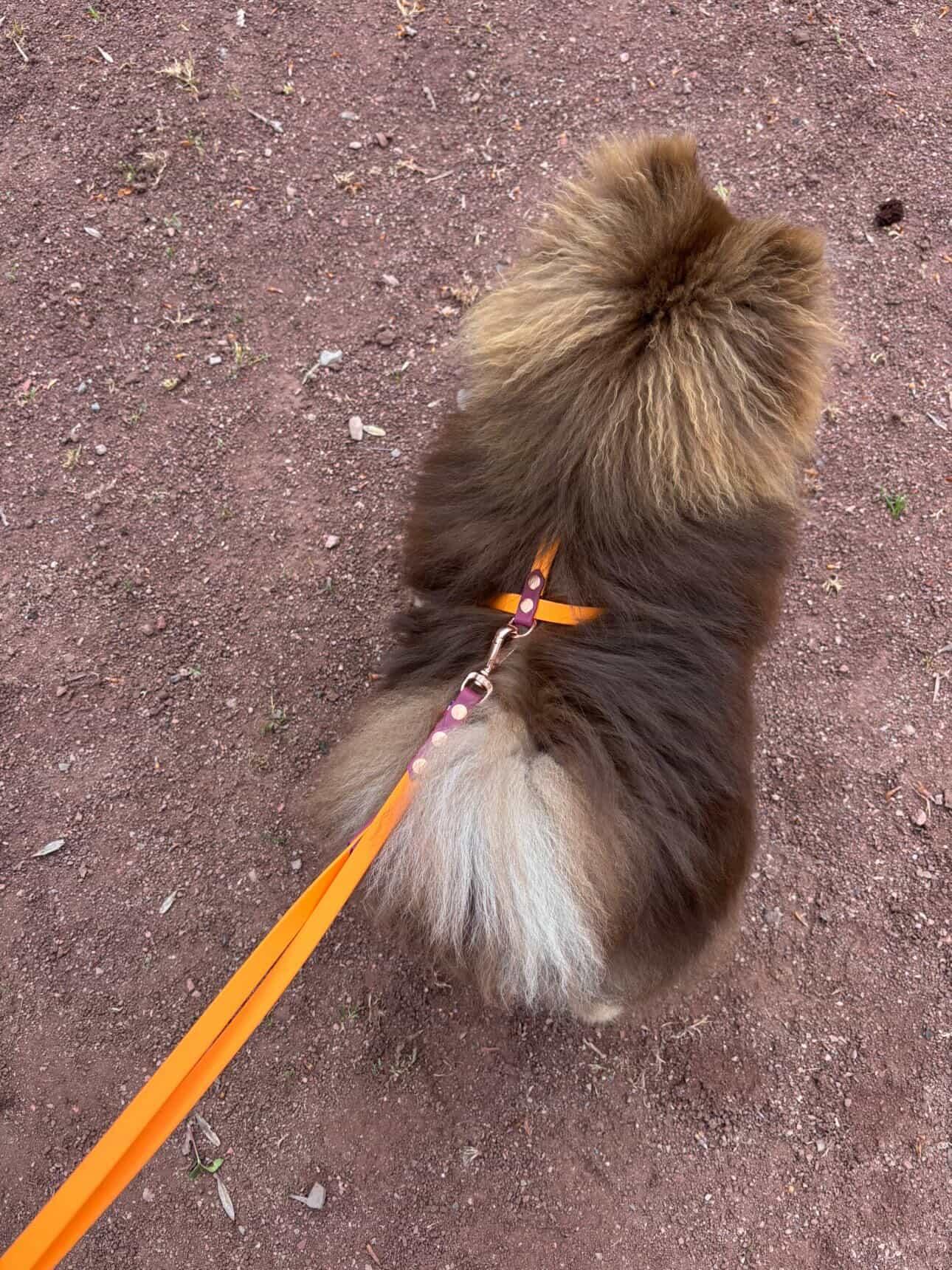 Laisse multi position 3 m en 13 mm Spécial petit chien ( chat)